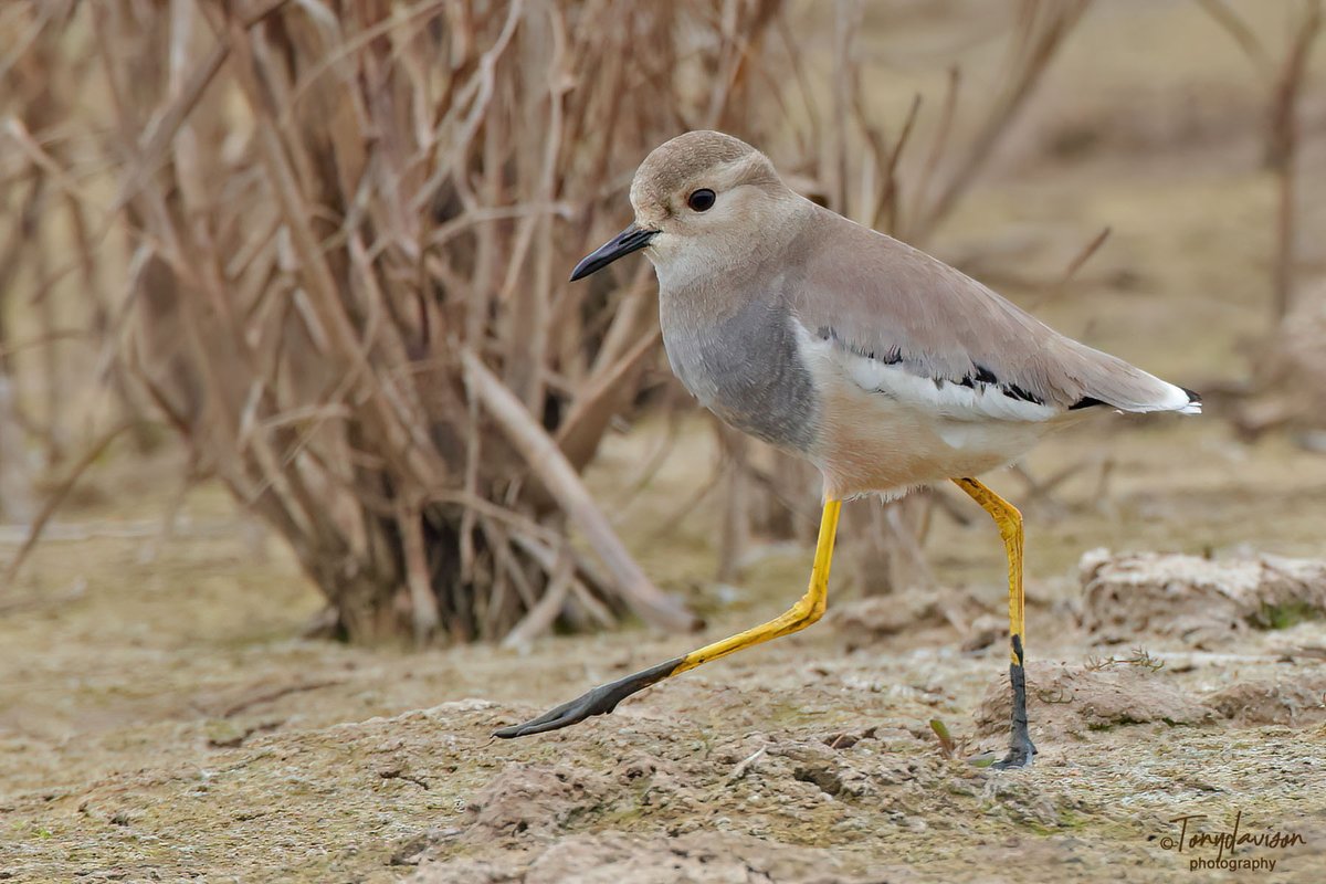 SpinneyBirder's tweet photo. Twitched the White-tailed Lapwing yesterday afternoon @RSPBFrampton. So glad I did, and had the East Hide all to myself for nearly an hour, when after 45 minutes eventually this happened @RareBirdAlertUK https://t.co/ovKhX3AiSO