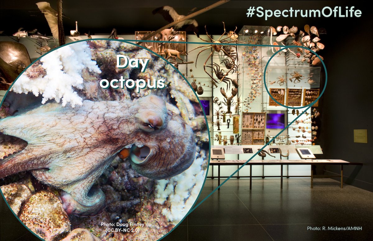 CBC_AMNH's tweet photo. Next in our #SpectrumOfLife exploration is the day octopus! These diurnal cephalopods are known for their excellent camouflage abilities. By rapidly changing the colors, patterns &amp; textures on their skin to match their surroundings, they can better hunt prey &amp; avoid predation 🐙 https://t.co/O1kIAND5em