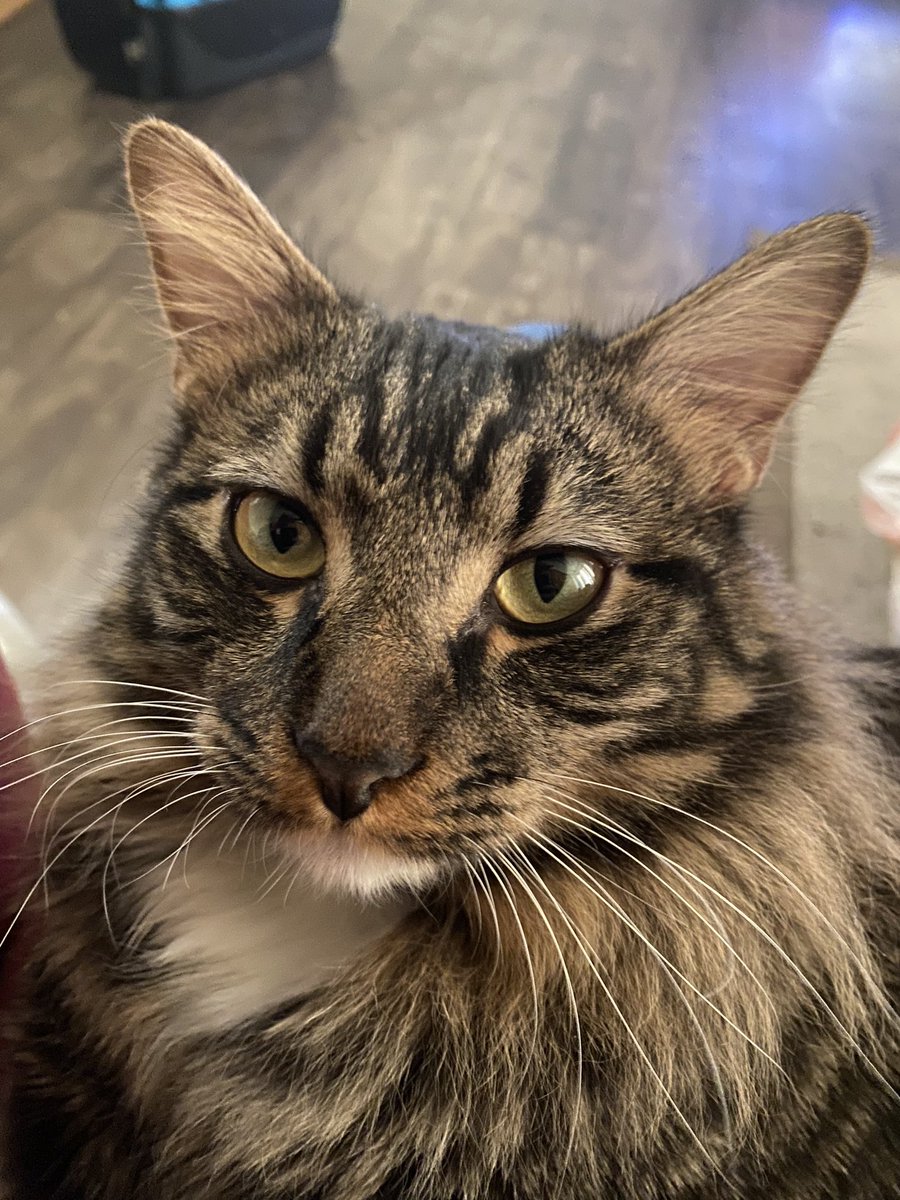 Bigdave1001's tweet photo. Tango just turned 11 months old!  He’s a big sweetly… #CatsOfTwitter https://t.co/3hQHolOeNg