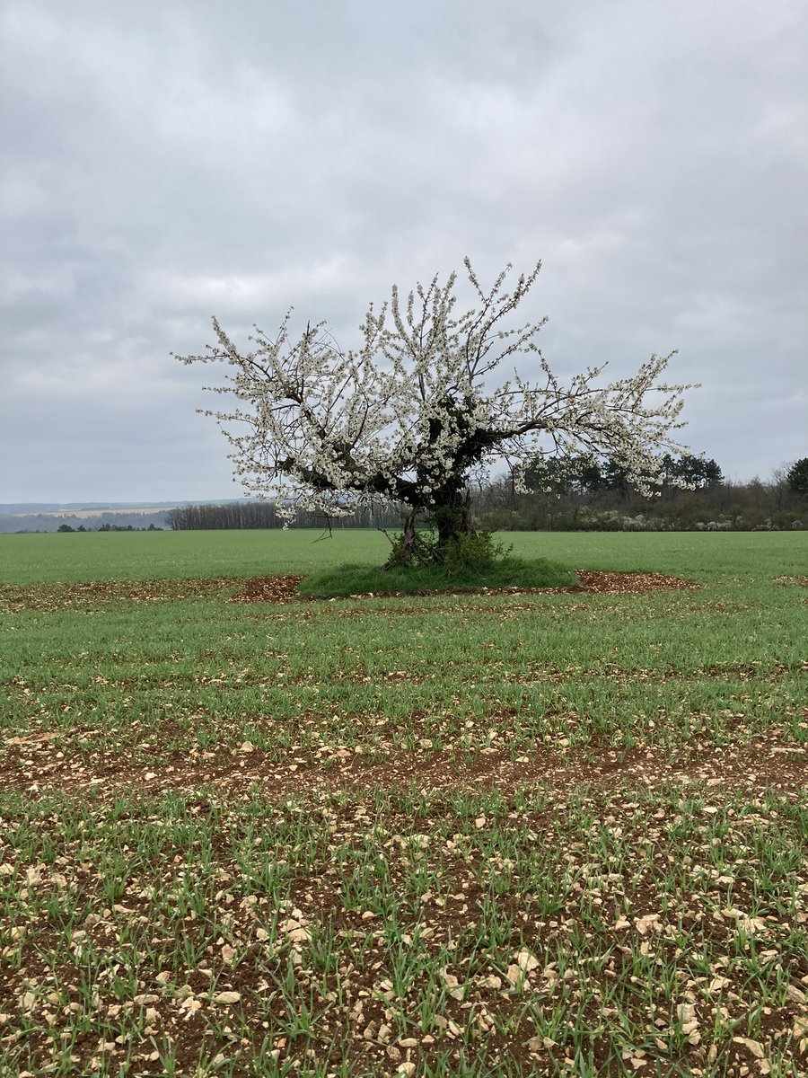 OlivierCOSTE2's tweet photo. Un #Cerisier.
Une #Orge #RgtPlanet.
Peut-être @BONNIN1402,une future #Bière🍺 aromatisée à la cerise🍒? https://t.co/BFMOGL2W5V