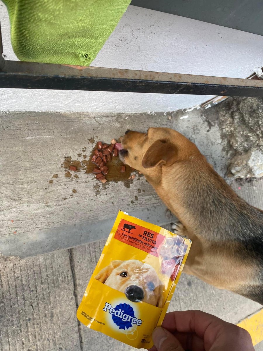 Dilo con perritos tweet media