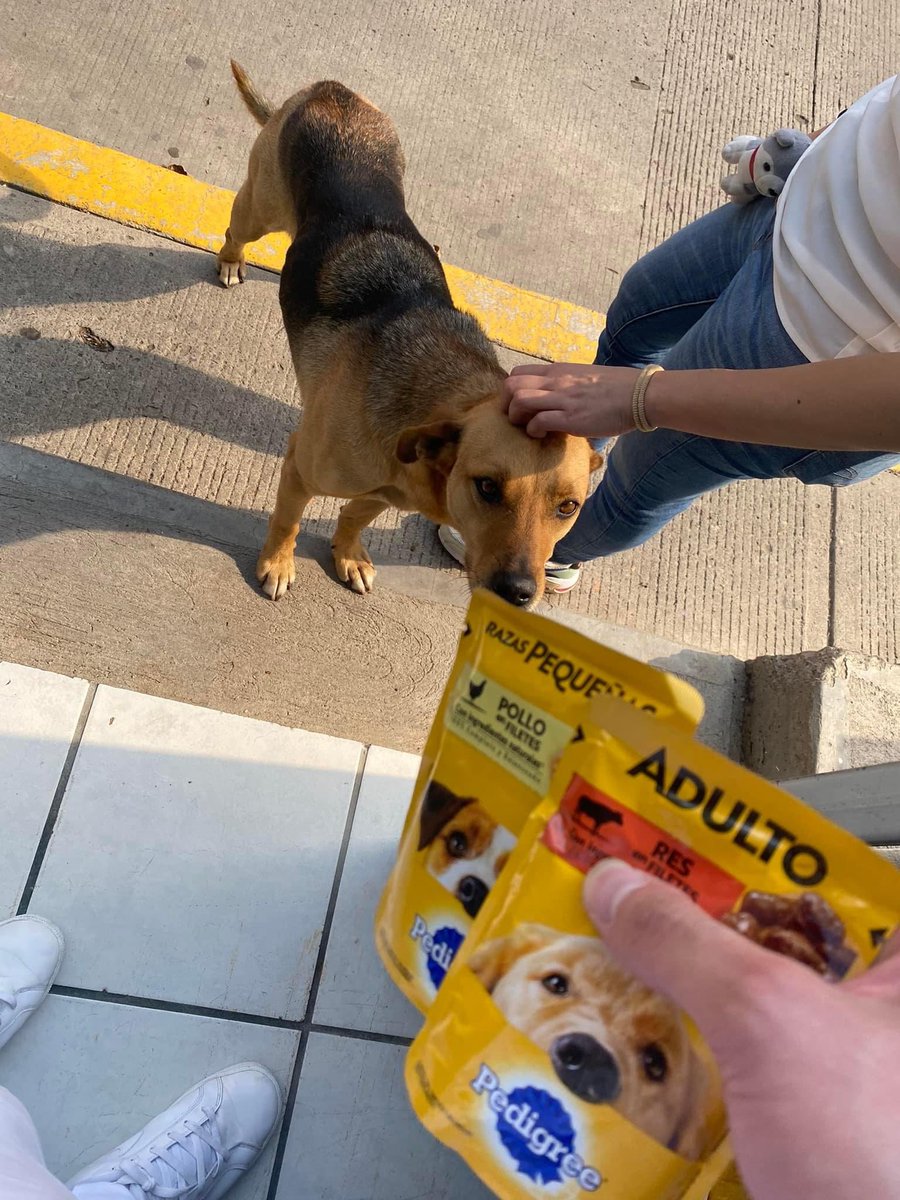 Dilo con perritos tweet media
