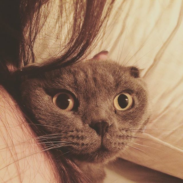 Charlene88161's tweet photo. The kitty is still cute https://t.co/LcSQFswykA