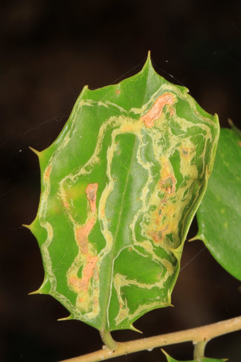 WDCGardener's tweet photo. Dealing with Holly Leaf Minor in the March 2022 issue of Washington Gardener Magazine at https://t.co/5M2xegLxn3
#gardened #gardening #gardeningtwitter https://t.co/Ja9ZlEWzic