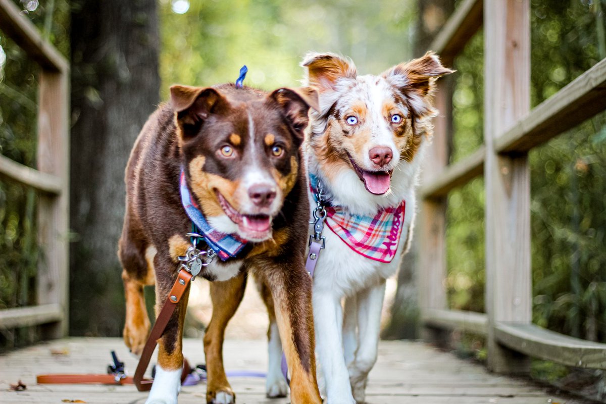Photographing Two Dogs, A Series (of Struggles) Part 1

#photography #DogsofTwittter #Dog