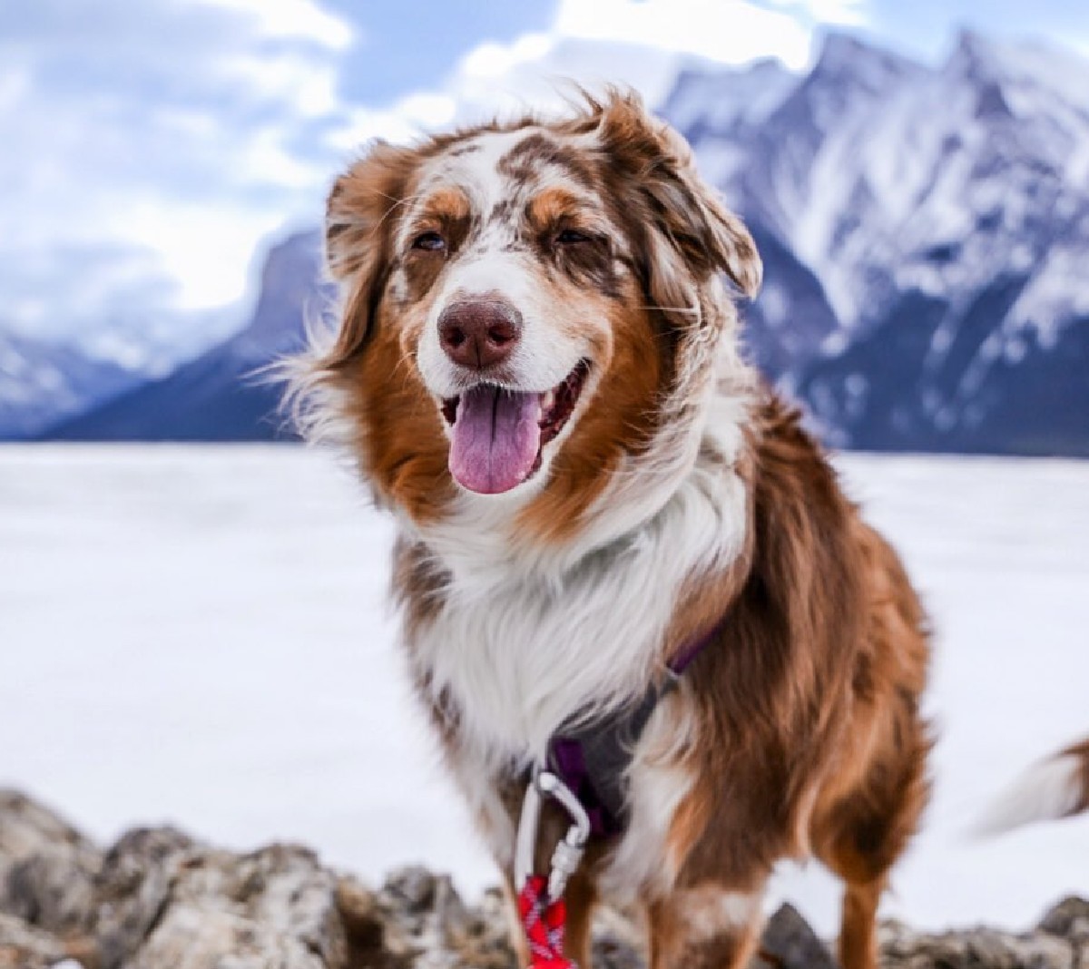 banfflakelouise's tweet photo. Our four-legged friends have had a busy month exploring Banff National Park and all the snowy trails!
What adventure will you and your dog go on in April? Use the hashtag #MyBanff for us to see! 

📸: sophietheauss | retrievingridges | rockymtnaussies | goldenlifewithnala / IG https://t.co/mPOrEszb3c