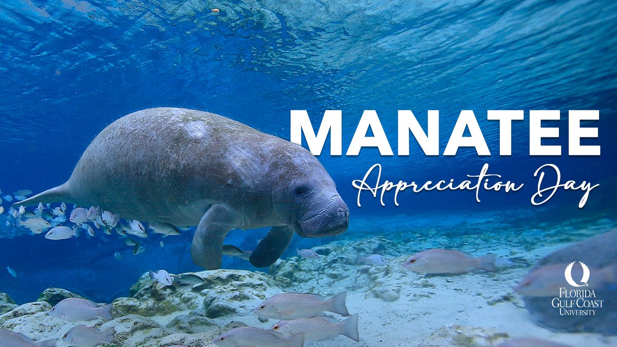 Happy Manatee