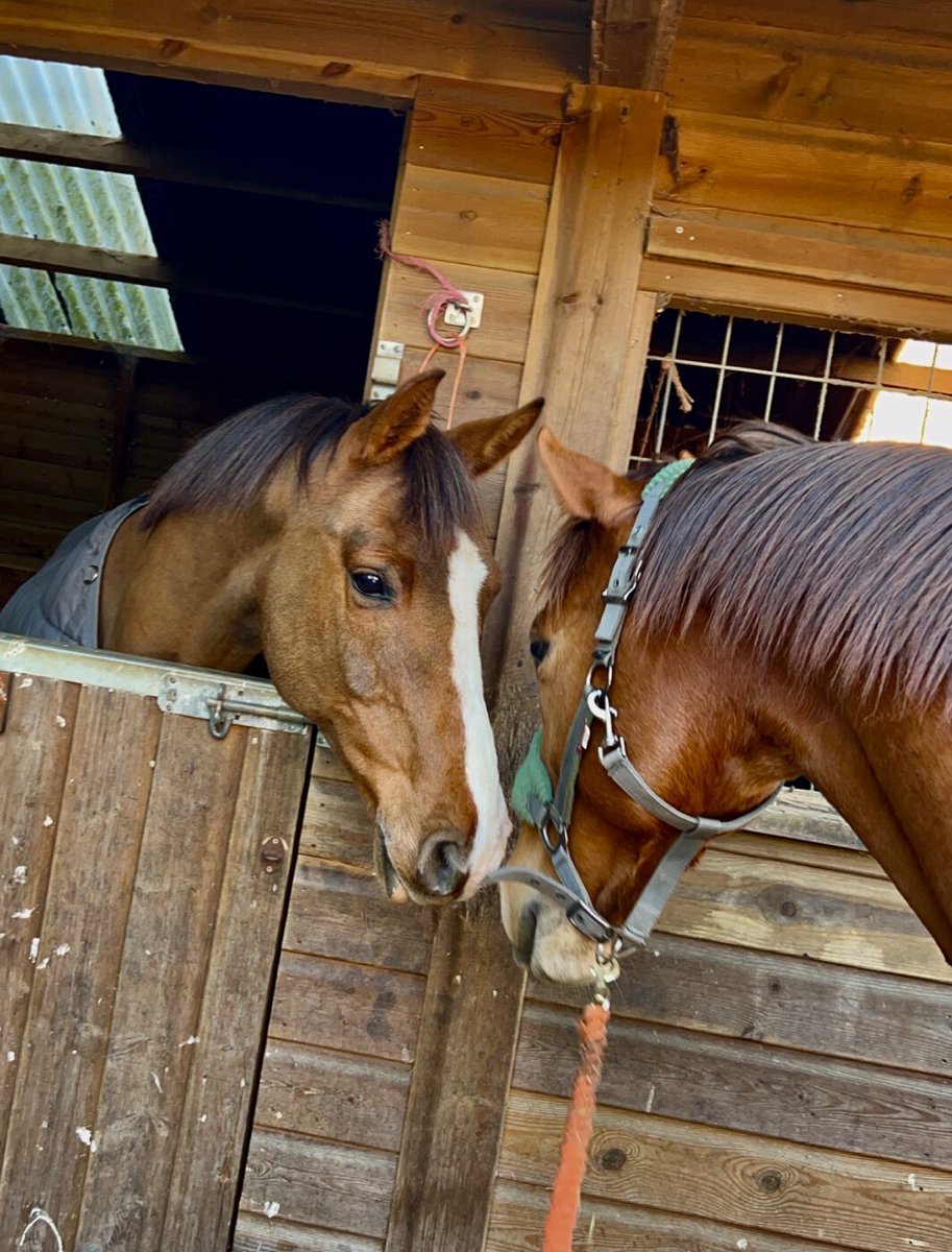 pamelaperl's tweet photo. Chin wag with Joey the Irish Sports horse and Astronaut the thoroughbred. Their body language says it all. 👍
#companions
#stablemates
#racingtoriding
#lookhowfarwevecome https://t.co/IOSYusARHr