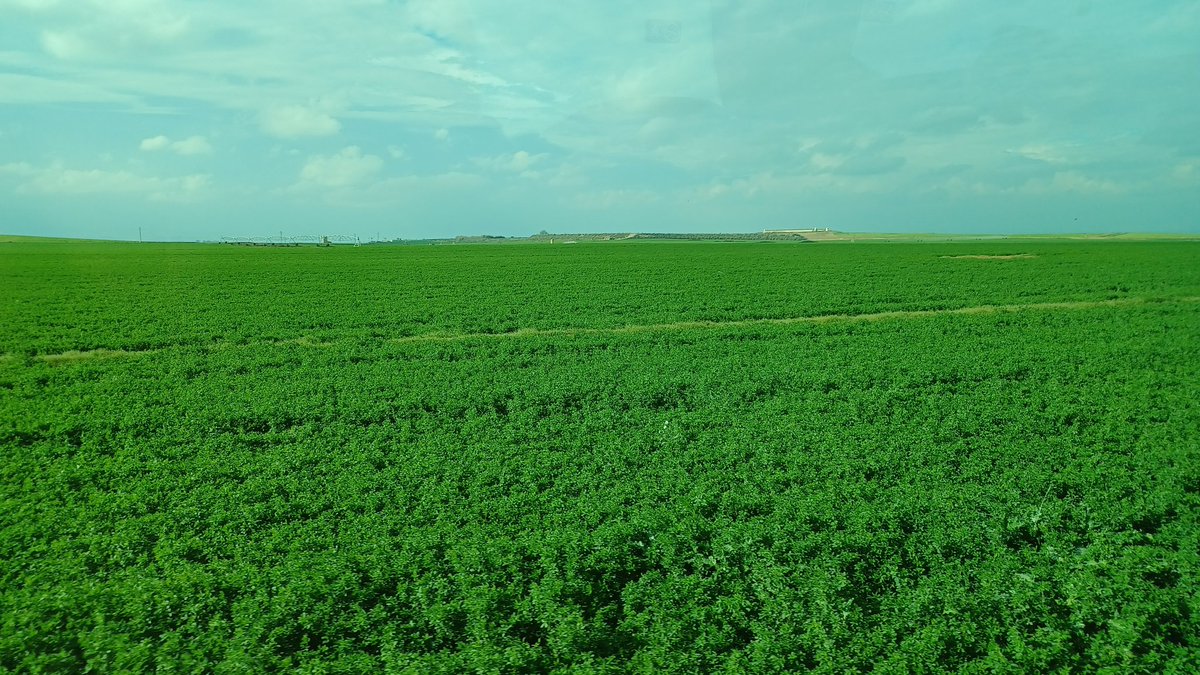 EllaAnu's tweet image. Finnish farmers keep going in Spain 🤗. Today visiting farms who use 85-100% of the feed from their own fields. Irrigation system is important -and so is quality silage! #discussiongroups #spaintour #lucerne #grassfed @ProAgria