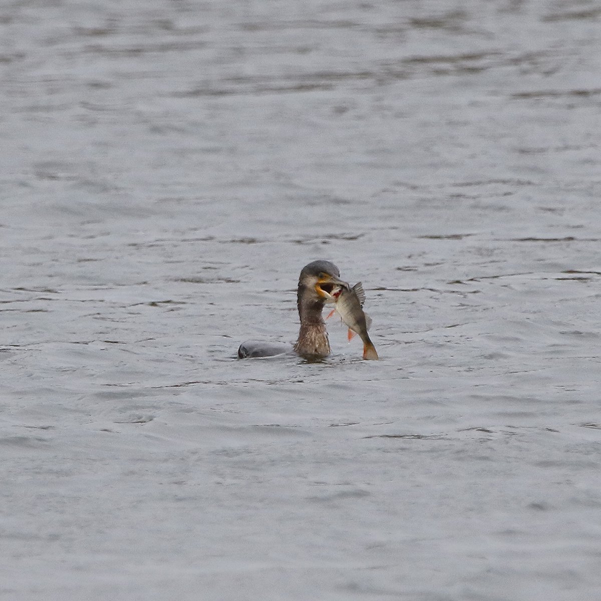 michael00771491's tweet photo. Watched this Cormorant this afternoon catch and struggle with this decent sized Perch,he got it down eventually @DurhamBirdClub @Natures_Voice @Britnatureguide #birding #birdphotography #birds #TwitterNatureCommunity #wildlife https://t.co/MNPUK7piTg