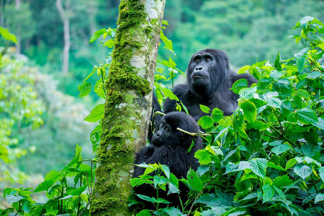 ThisIsUganda's tweet photo. This Is Uganda 
The True Pearl of Africa.
@ThisIsUganda
#ThisIsUganda 
#TouristInformationCentre

@wekesa_amos @edgarbatte @EddiePages @IduwatOchom @amonmukisa @Mrsgymmonkey @Eristaus @cobbo3 @IamEddieOkila @HouseofTalent9 @JemyConnie @oquidave @Tyrese https://t.co/5rKLx5u50f