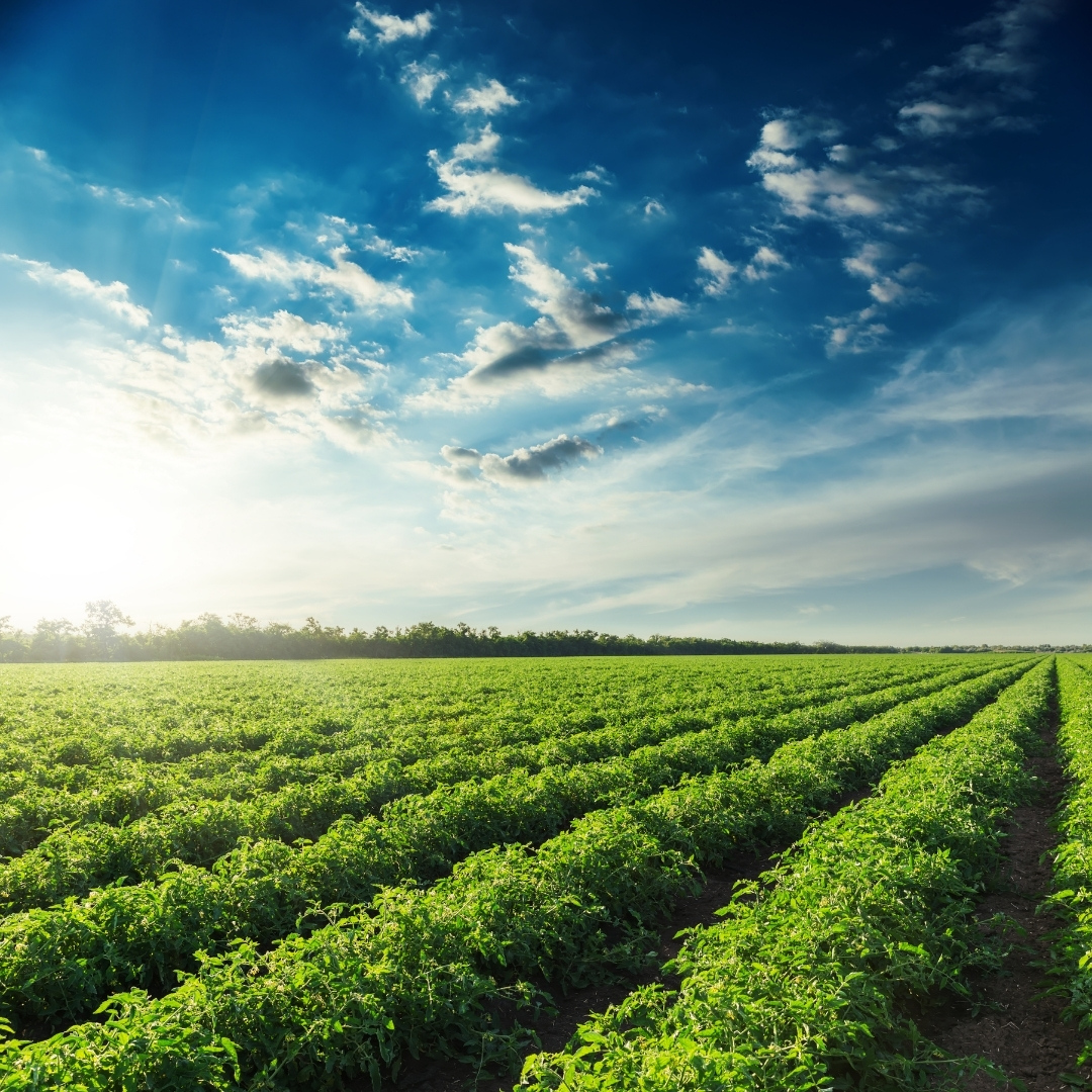 iOpentech's tweet image. i-Open received $500,000 from the BC Agritech Grant to develop @agrilyze, its data-driven analytics platform for precision agriculture.

Check out a video about the project here - bit.ly/3qNqAQm

#innovation #agritech #agtech #agriculture #technology #climatechange