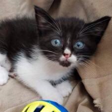KITTENS AT NHA! These 8 week old cuties just moved to our adoption floor this afternoon are available for adoption right now! Fun Fact: Adopt 1 of these kittens and get another 1 of these kittens with no adoption fee! That’s right… Double the fun - It’s TWO for ONE 😻😻#adoptus