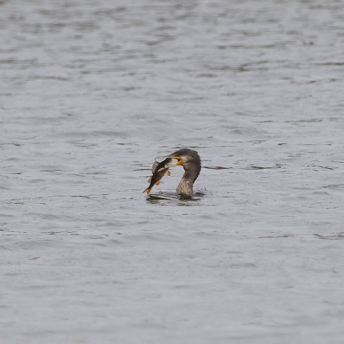 michael00771491's tweet photo. Watched this Cormorant this afternoon catch and struggle with this decent sized Perch,he got it down eventually @DurhamBirdClub @Natures_Voice @Britnatureguide #birding #birdphotography #birds #TwitterNatureCommunity #wildlife https://t.co/MNPUK7piTg