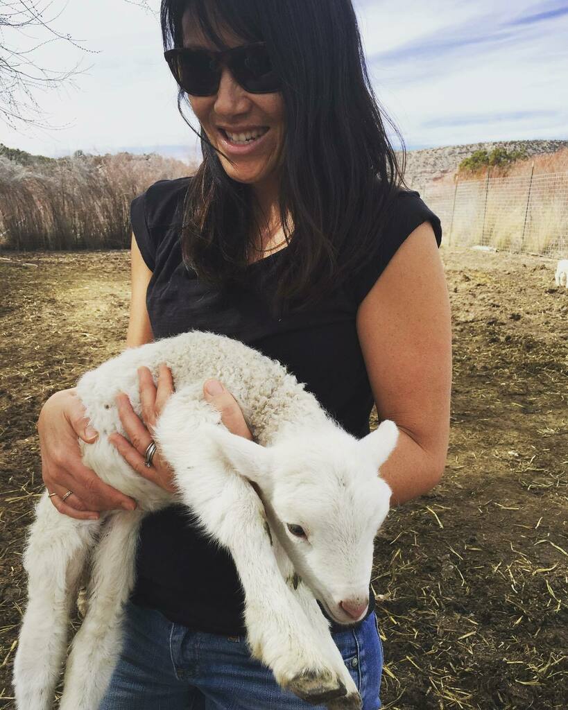 Hello Spring!! Always love to welcome the little ones into the world!

#springincolorado
#babylamb 
#fourcorners instagr.am/p/CbvHtJvueuL/