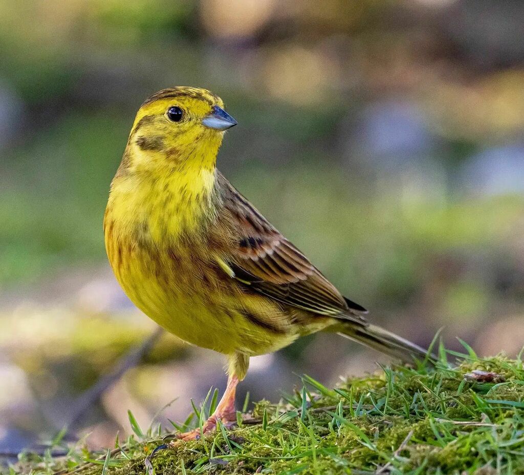 A gorgeous male Yellowhammer at Haldon Forest Park recently. There were at least 8 of them in the conifers near the feeders, waiting patiently until there weren't to many people around before dropping to the ground to feed

#yellowhammer #1birdshot #bird… instagr.am/p/CbvGb9aKjY7/