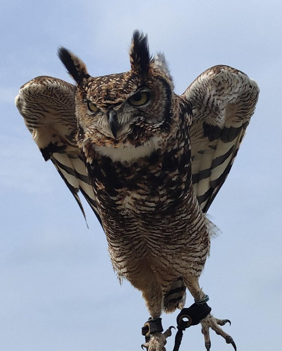 owlenlightment's tweet photo. What super hero does Loki the African Spotted Eagle owl look like to you ? https://t.co/UXA86j5MMc