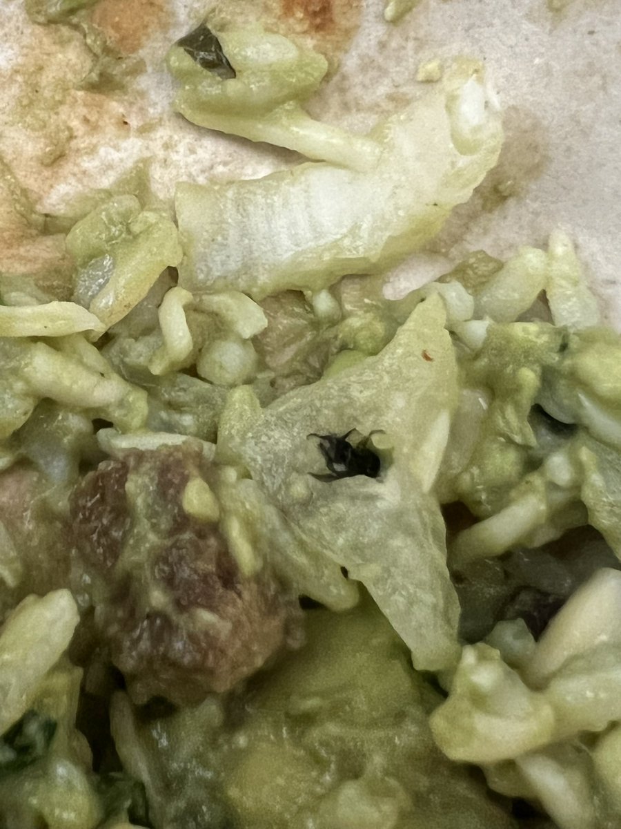 abbeykurtz's tweet photo. didn’t expect extra protein with this meal…. Care to explain @ChipotleTweets ??? This is disgusting!!!!!! #deadfly #fly #insect https://t.co/X8iAbJuwS3