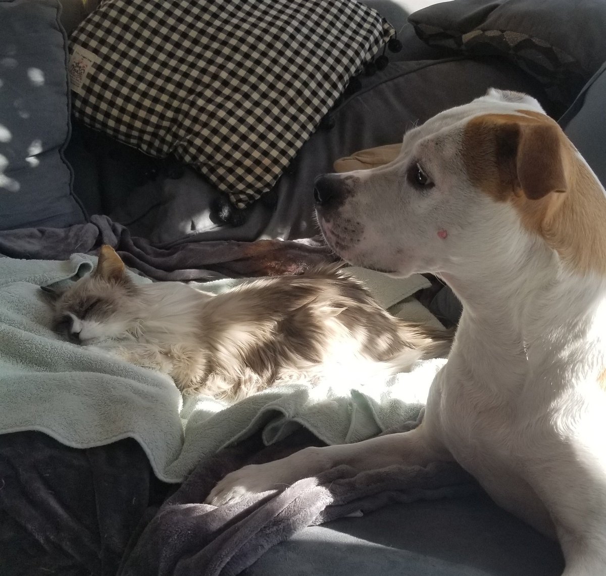 Nellie & Pippa DeSantis tweet media