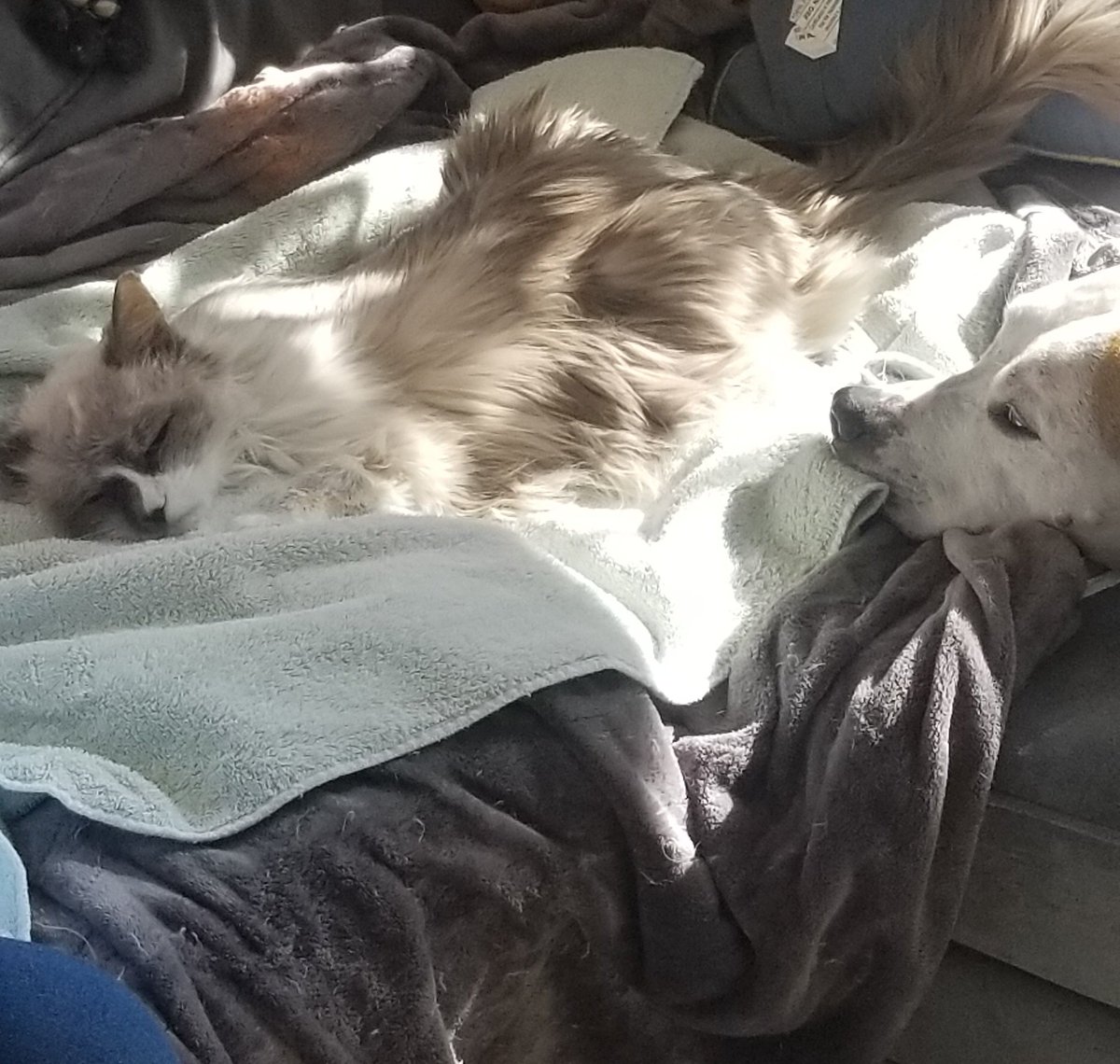 Nellie & Pippa DeSantis tweet media