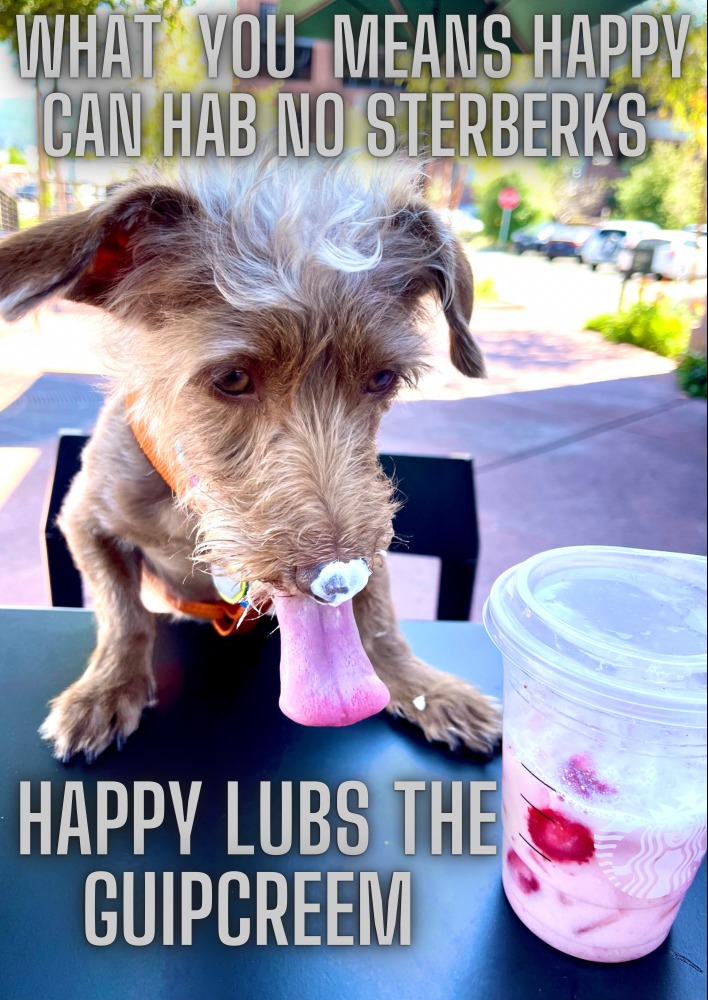 MolishusMclovin's tweet photo. #HappyThePup is a @starbucks lover and his humans can't keep him away #MCO335 #DogsOfTwitter https://t.co/Z9krG5SIob