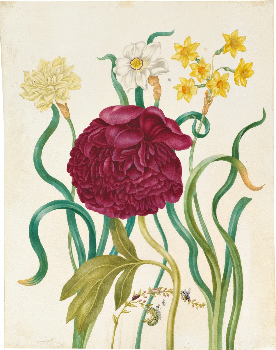 One of our favorite narcissus illustrations (Johanna Helena Herolt, 1668-1723).
While the genus name comes from the vain Greek God, the world 'daffodil' is an alteration of asphodel, another beautiful flower with deep roots in Greek mythology. #Daffodilmonth
