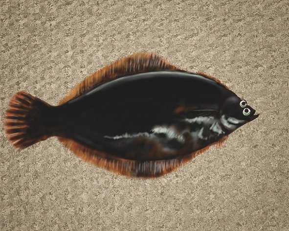 カブトガニのtwitterイラスト検索結果