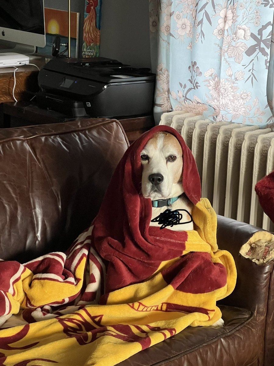 beaglebo1's tweet photo. Bo-bi Wan Kenobi!!  #beagles #theforce https://t.co/2pEoWwvmUN