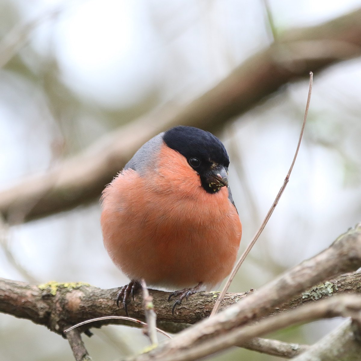 michael00771491's tweet photo. Male and female Bullfinch's at Joe's Pond this afternoon,there must of been a minimum of thirty birds around Joe's alone @DurhamBirdClub @Natures_Voice @Britnatureguide @_BTO #birding #birdphotography #birds #TwitterNatureCommunity https://t.co/FJlZxnXgne