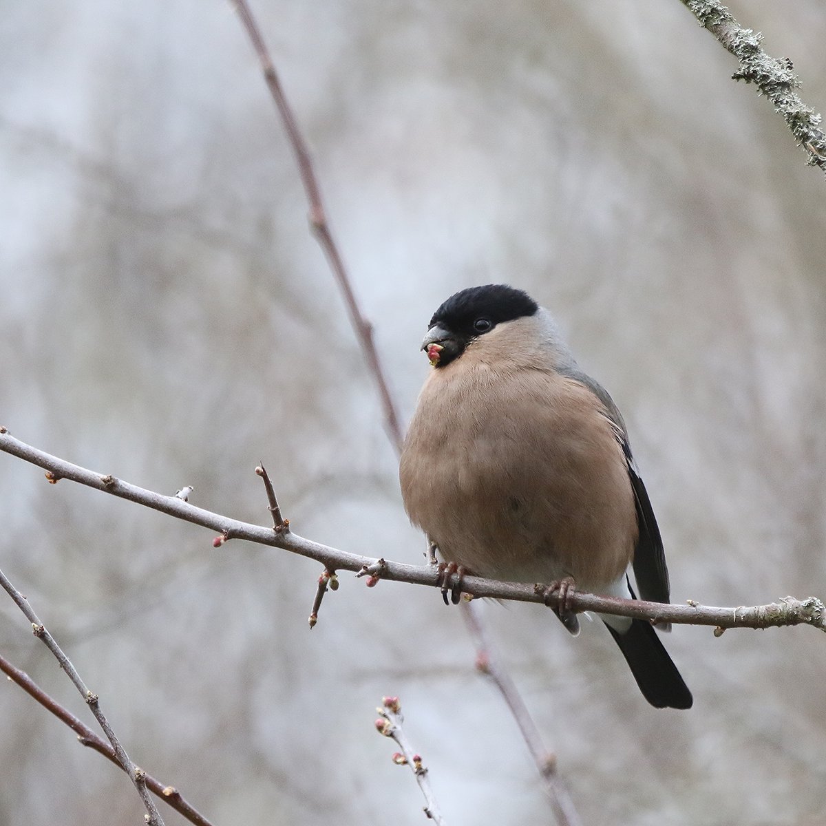 michael00771491's tweet photo. Male and female Bullfinch's at Joe's Pond this afternoon,there must of been a minimum of thirty birds around Joe's alone @DurhamBirdClub @Natures_Voice @Britnatureguide @_BTO #birding #birdphotography #birds #TwitterNatureCommunity https://t.co/FJlZxnXgne