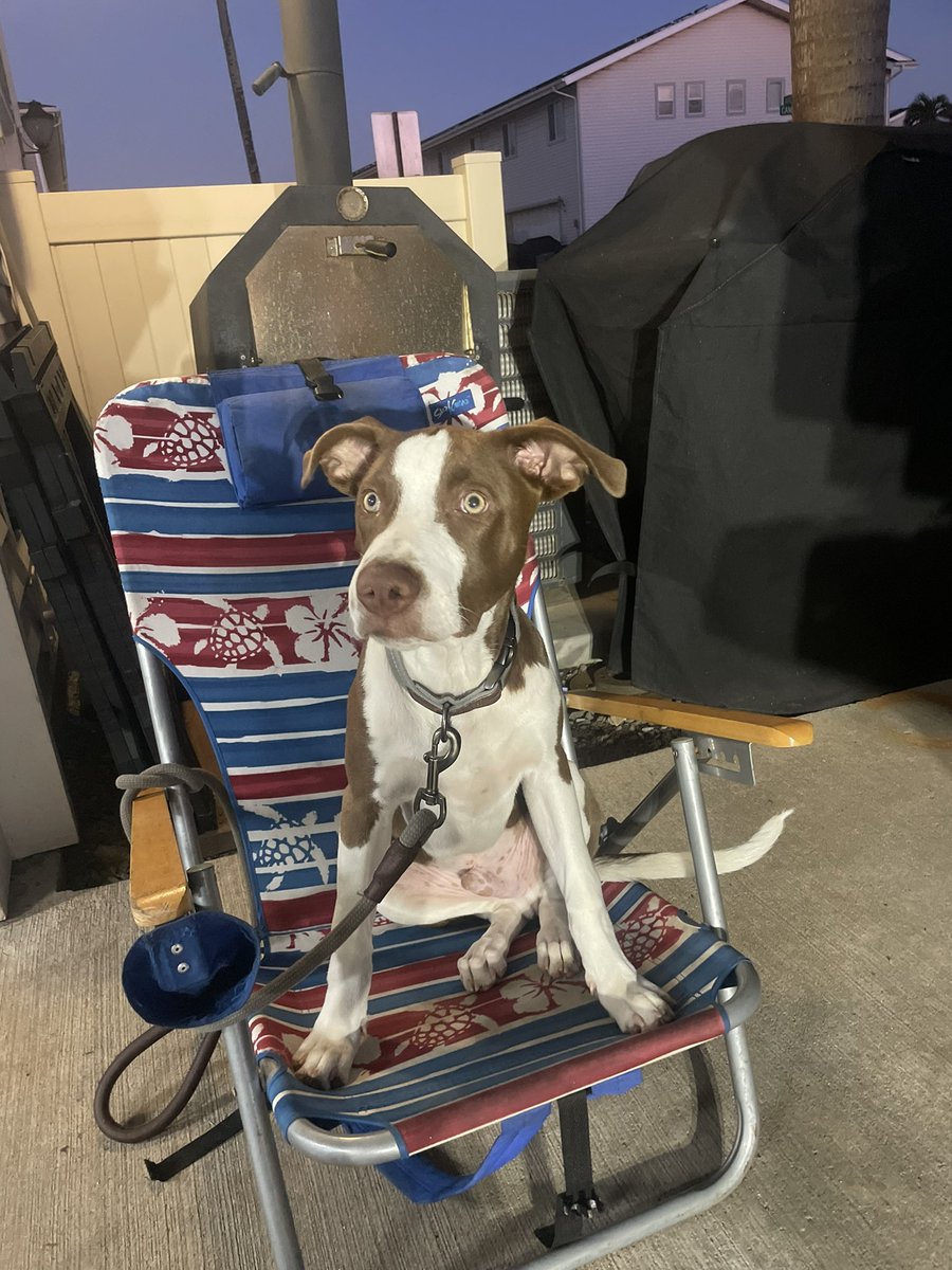 TylerWsmalldick's tweet photo. Me: already in a pissy mood today. My husbands dog: hey mom you wanted to start running again right. Come get me bitch proceeds to run the whole block till I corner him and drag him back to the house.  Bratty dog free to good home. https://t.co/THo1sCTbCr