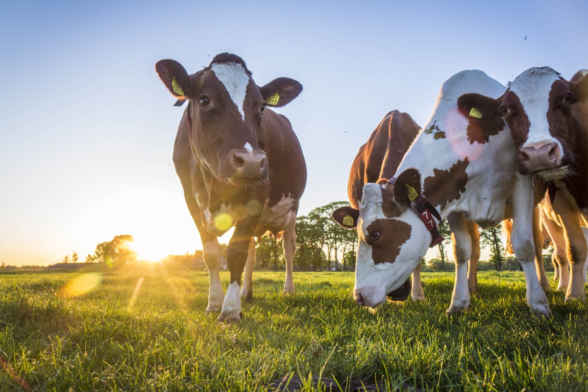 valesia7's tweet photo. Dopo secoli di domesticazione e selezione genetica a favore delle esigenze umane, oggi, "grazie" al cambiamento climatico e al #COVID19, la tutela dell’ambiente e degli animali è entrata ufficialmente nella #Costituzione.
Da leggere ⬇️⬇️⬇️ @ruminantia_it 
https://t.co/x0TKf5pMMD https://t.co/la8TFOk5SZ