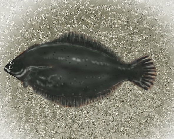 カブトガニのtwitterイラスト検索結果