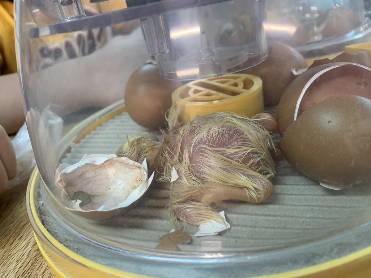 carolynvibbert's tweet photo. This friend waited until students were here today before hatching. Which we really appreciate because apparently, most of our chickens are like humans and prefer night hours. #PWCSHatch https://t.co/i34q7b57s3