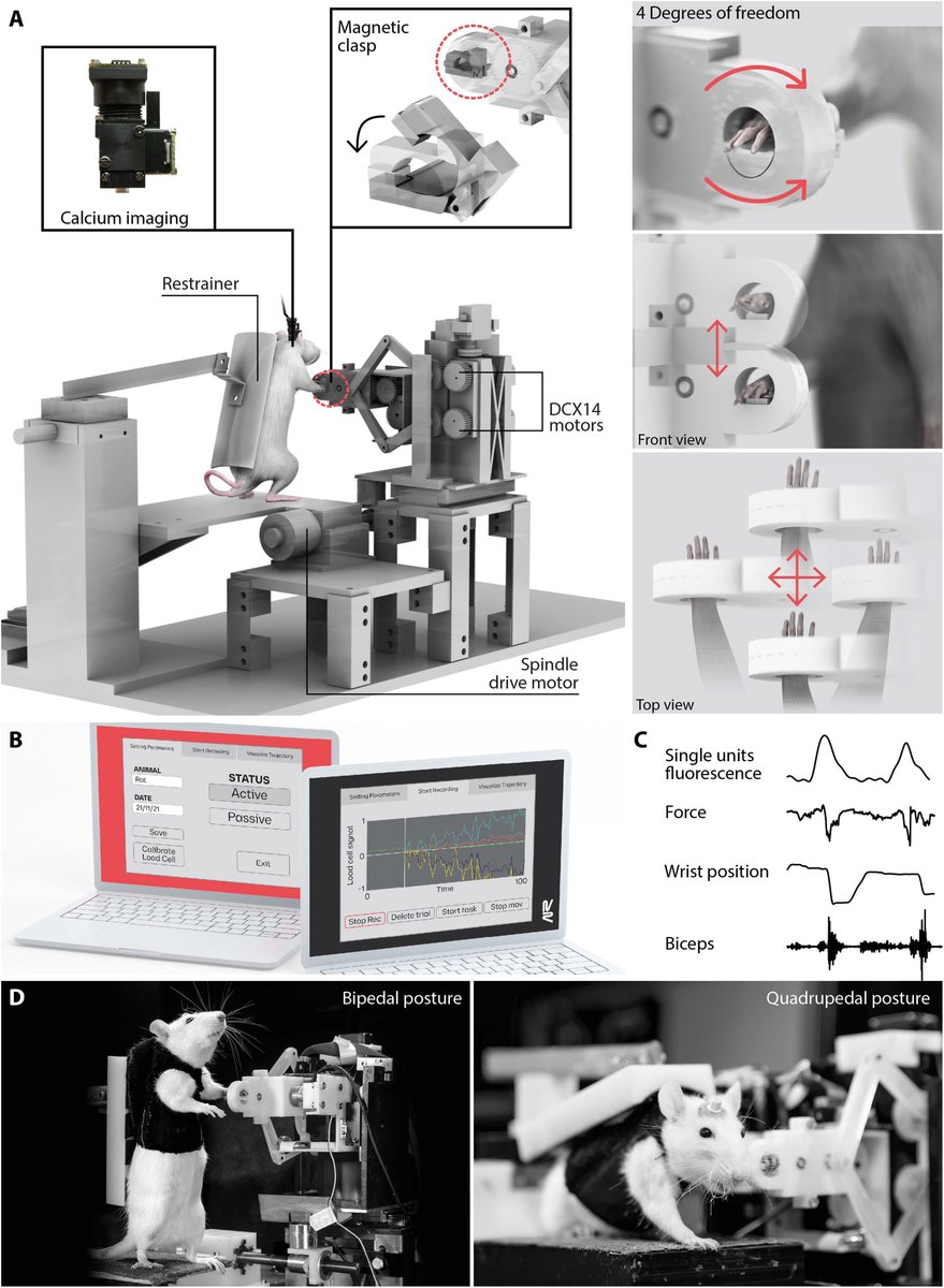 Silvestro Micera (@_smicera) on Twitter photo Our preclinical platform for new advanced therapies is now out in <a href="/SciRobotics/">Science Robotics</a>. A great journey with my co-PI <a href="/gcourtine/">G Courtine</a> and also with <a href="/splacour40/">Stephanie P. Lacour</a> and several <a href="/EPFL_en/">EPFL</a> <a href="/CNP_EPFL/">Center for Neuroprosthetics</a> and <a href="/SantAnnaPisa/">SantAnnaPisa</a> scientists
science.org/doi/10.1126/sc… Our preclinical platform for new advanced therapies is now out in <a href="/SciRobotics/">Science Robotics</a>. A great journey with my co-PI <a href="/gcourtine/">G Courtine</a> and also with <a href="/splacour40/">Stephanie P. Lacour</a> and several <a href="/EPFL_en/">EPFL</a> <a href="/CNP_EPFL/">Center for Neuroprosthetics</a> and <a href="/SantAnnaPisa/">SantAnnaPisa</a> scientists
science.org/doi/10.1126/sc…