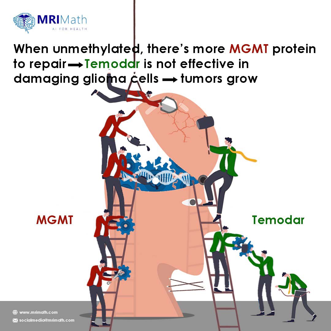 MrimathL's tweet photo. -Methyl Guanine Methyl Transferase (MGMT) Methylation status predicts the response of malignant glioma to chemotherapy and patients’ survival.
🌐: https://t.co/68KtTzhHN8
📧: socialmedia@mrimath.com
#braintumors #braintumor #Cancer #MedicareForAll #mrimath #mgmt https://t.co/xhYFcieSro