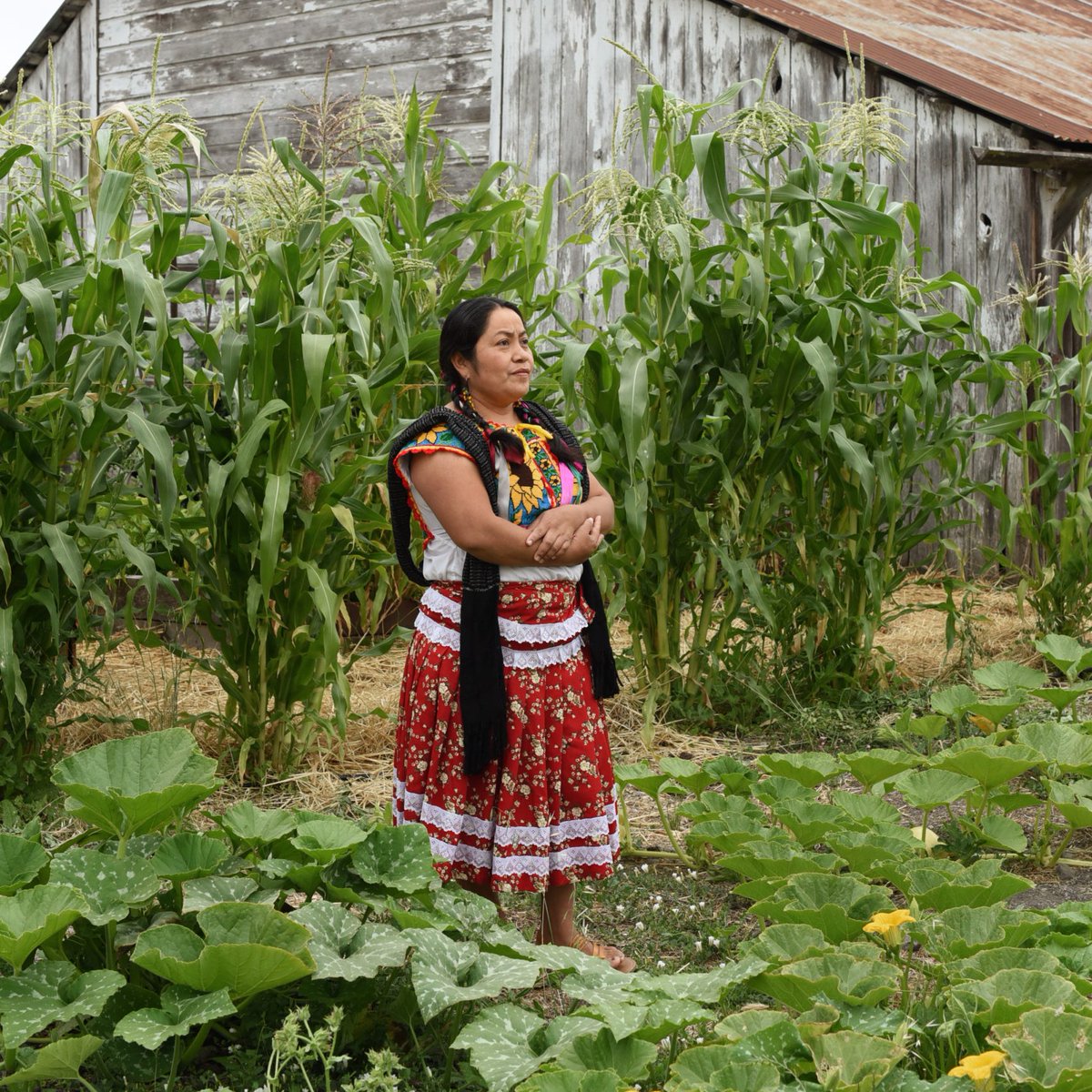 FruitsLaborFilm's tweet photo. TONIGHT • 7 PM📢 We're honored to share the stage with María Salinas, an Indigenous farmworker leader of @NorthBayJwJ's #5ForFarmworkers campaign and the movement for worker dignity + respect in Sonoma County.
FREE with RSVP at @RavenTheater 👉🏽 https://t.co/ZRd4nU8QGr https://t.co/TXwR6JuPux