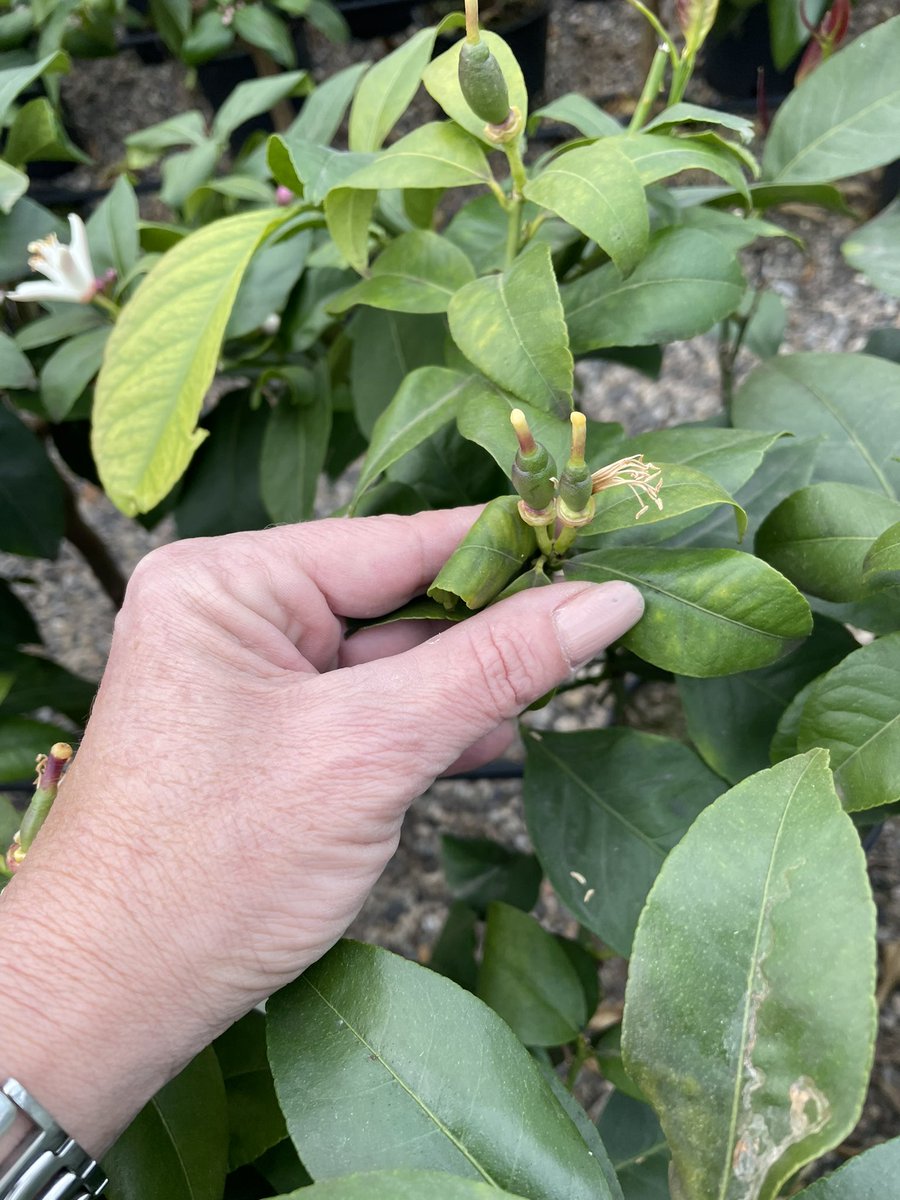 Piccoli limoni crescono