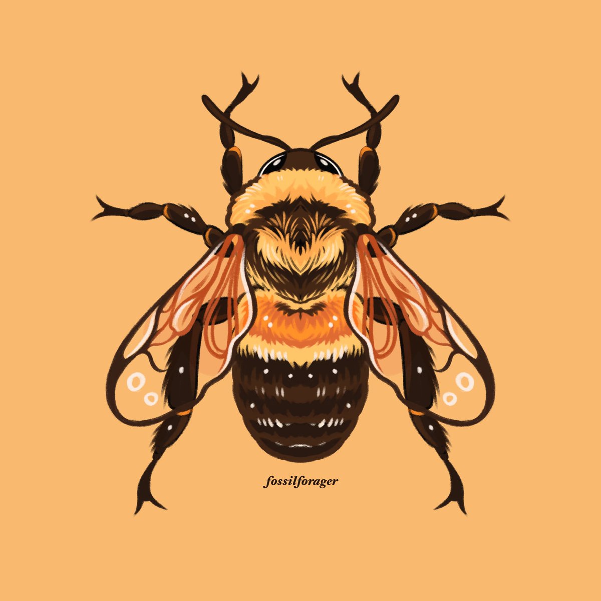 「Rusty patched bumble bee 🐝✨ 」|Nicole 🌱のイラスト