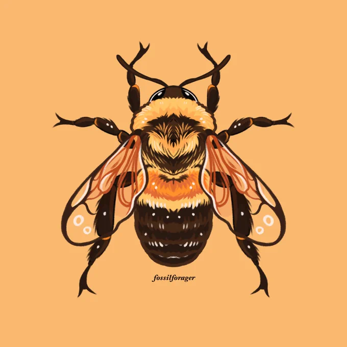 Rusty patched bumble bee 🐝✨ 