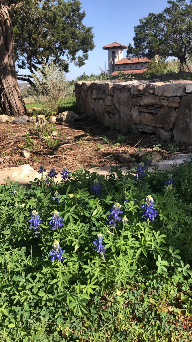 ChapelDulcinea's tweet photo. 😍
#chapeldulcinea #texasweddings #bluebonnets #weddingvenue #texasweddingvenue #atxwedding #austinweddingvenue #txbluebonnets https://t.co/vP7WNm64Dp