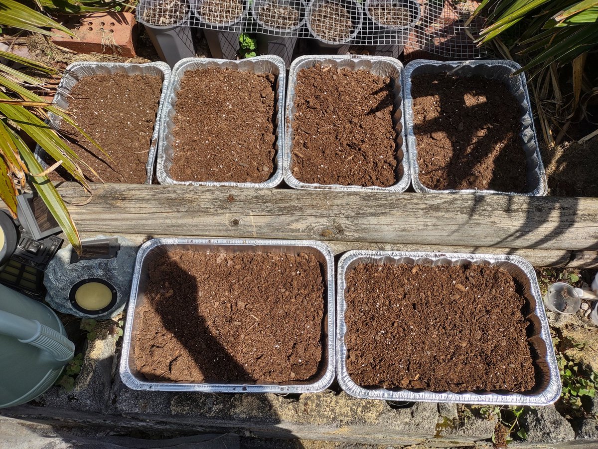 Sneas's tweet photo. Left to right: Woodbine (Parthenocissus inserta), Japanese Creeper (Parthenocissus tricuspidata), Pacific Poison Oak (Toxicodendron diversilobum), Trumpet Creeper (Campsis radicans) on the top and Peppervine (Nekemias arborea) and American Bittersweet (Celastrus scandens) below. https://t.co/ESY2EzUPjk