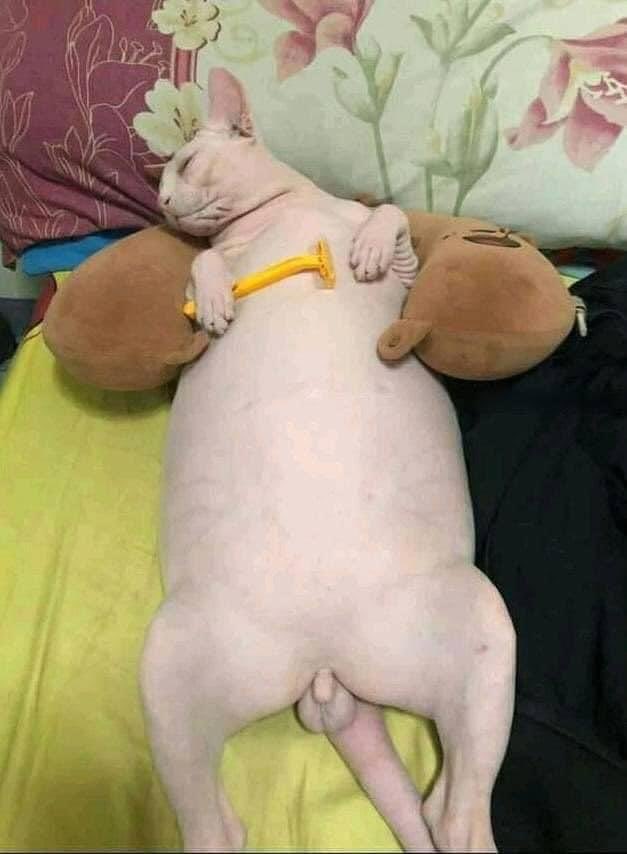 FocusLight15's tweet image. No quiero hacer apología a no ducharse, pero así te encontrarían si te moris mientras te bañas.