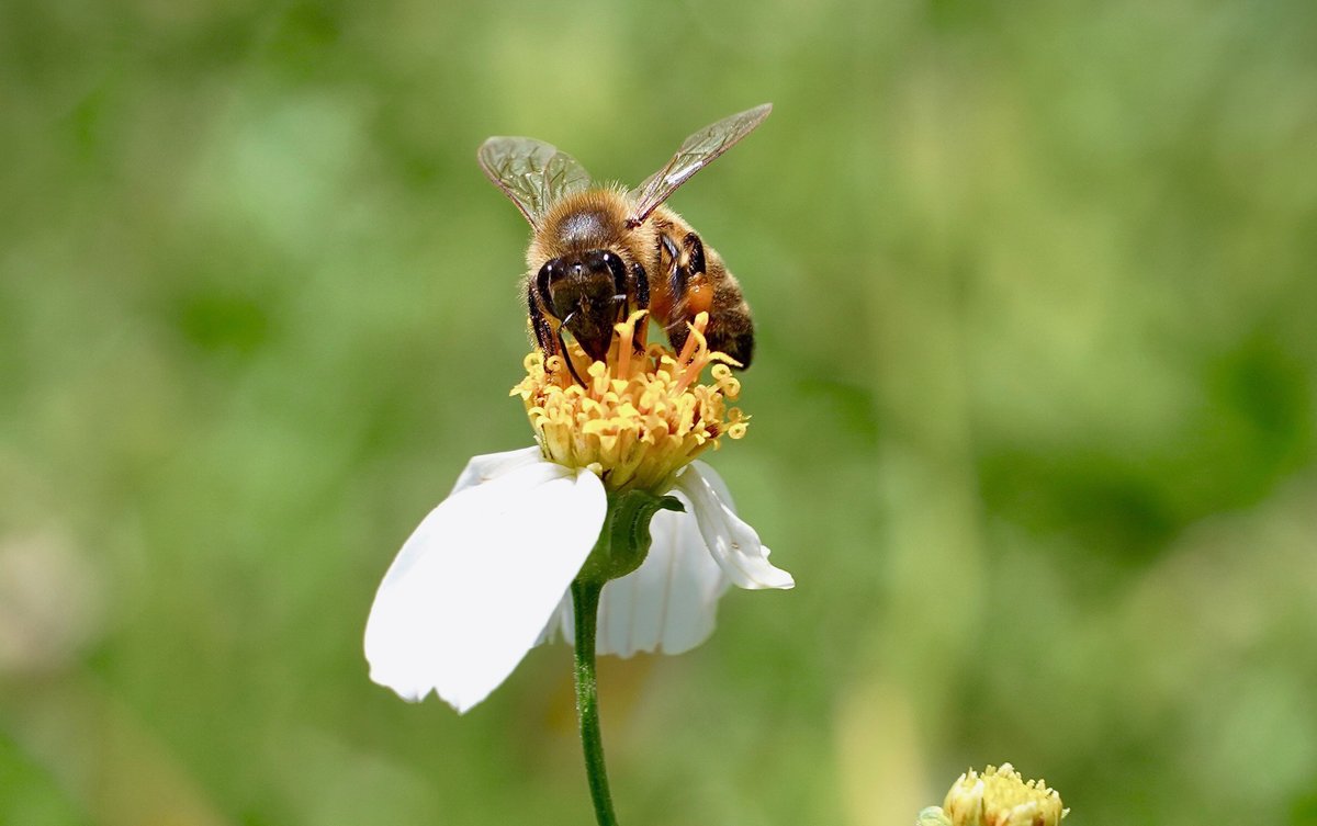 HanaumaOutreach's tweet photo. Kilo Wednesday (3.30.22): 

Macadamia nuts, avocado, coffee, citrus, and lychee are just a few of the crops that require honeybee pollination for fruit yield. It is estimated that 1 in 3 bites of food relies on honey bee pollination. 

#KiloWednesday #UHSeaGrant #SOEST #HBEP https://t.co/Or1gvq793J
