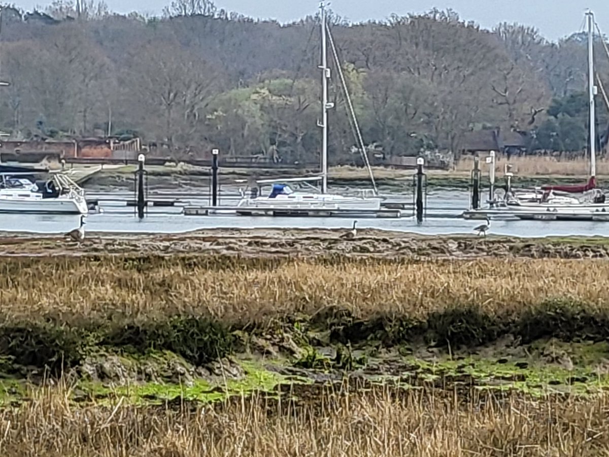 More #saltmarsh #biodiversity transects today with <a href="/Stephanie_luce3/">Steph Northen</a>. Watched some #canada #geese getting snappy at each other too. #geeastenders