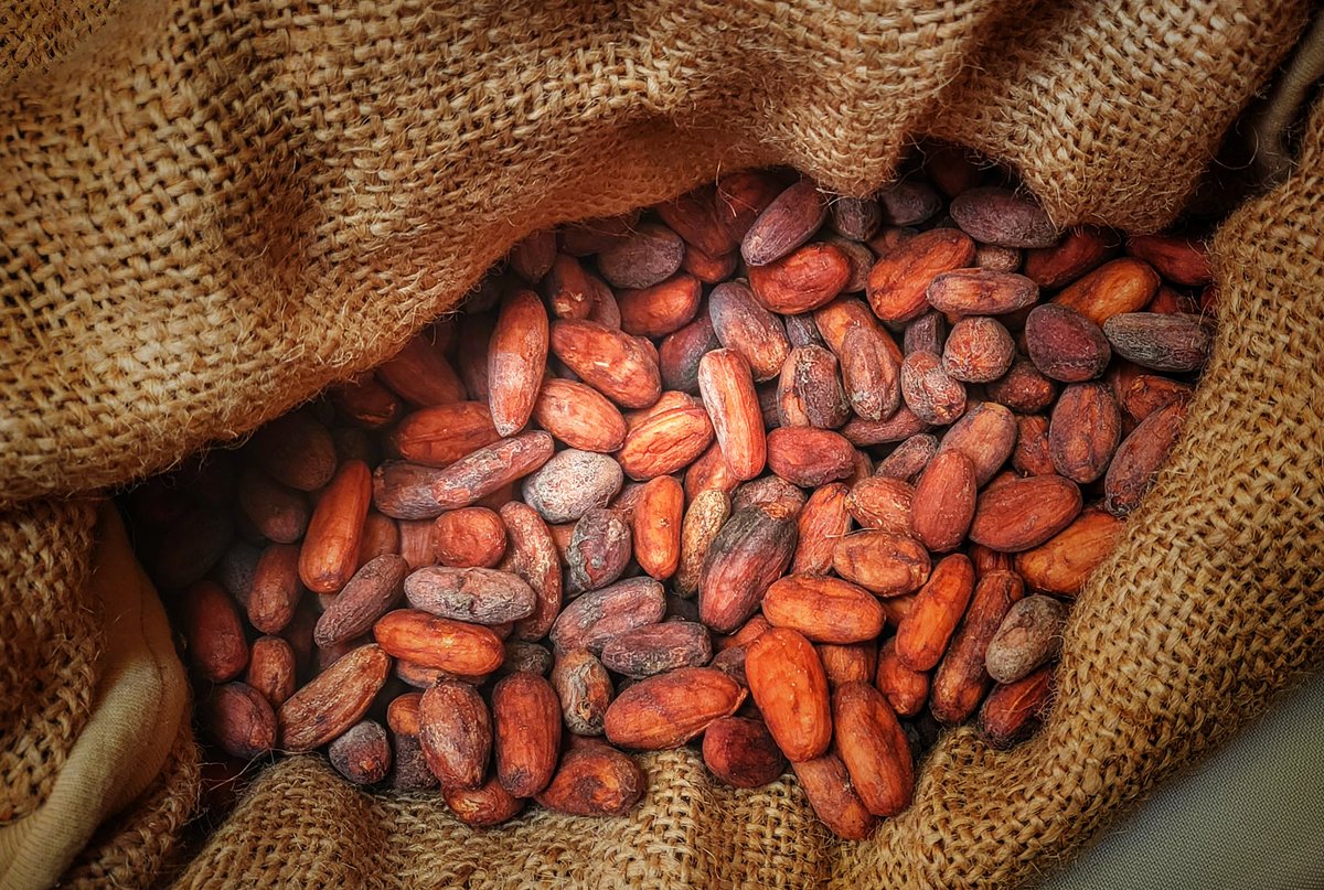claudichacolla's tweet photo. En el Hall de la @VPEP_Bol, se realiza el "Lanzamiento del Salón de Cacao y Chocolate 2022" 🍫, promovido por la Institución Pública Desconcentrada "Soberanía Alimentaria", @IPDSA_Bolivia dependiente del @MDRyTOficial. https://t.co/O8nM4Q2jBv