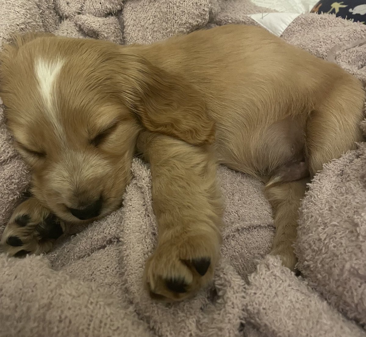 Cost Chambers new employee, Leo already asleep on the job.