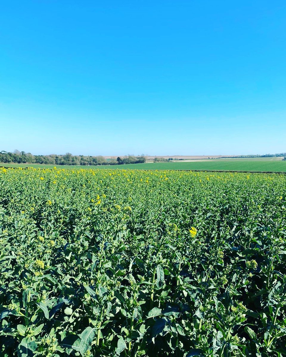 OSR starting to come on flower in places and we are finding plenty of pollen beetle due to the warm temperatures and dry conditions over the last week. Backwards crops are the ones to watch as once the crop is in flower it is no longer at risk.
#ceresrural #agronomy #beesafe