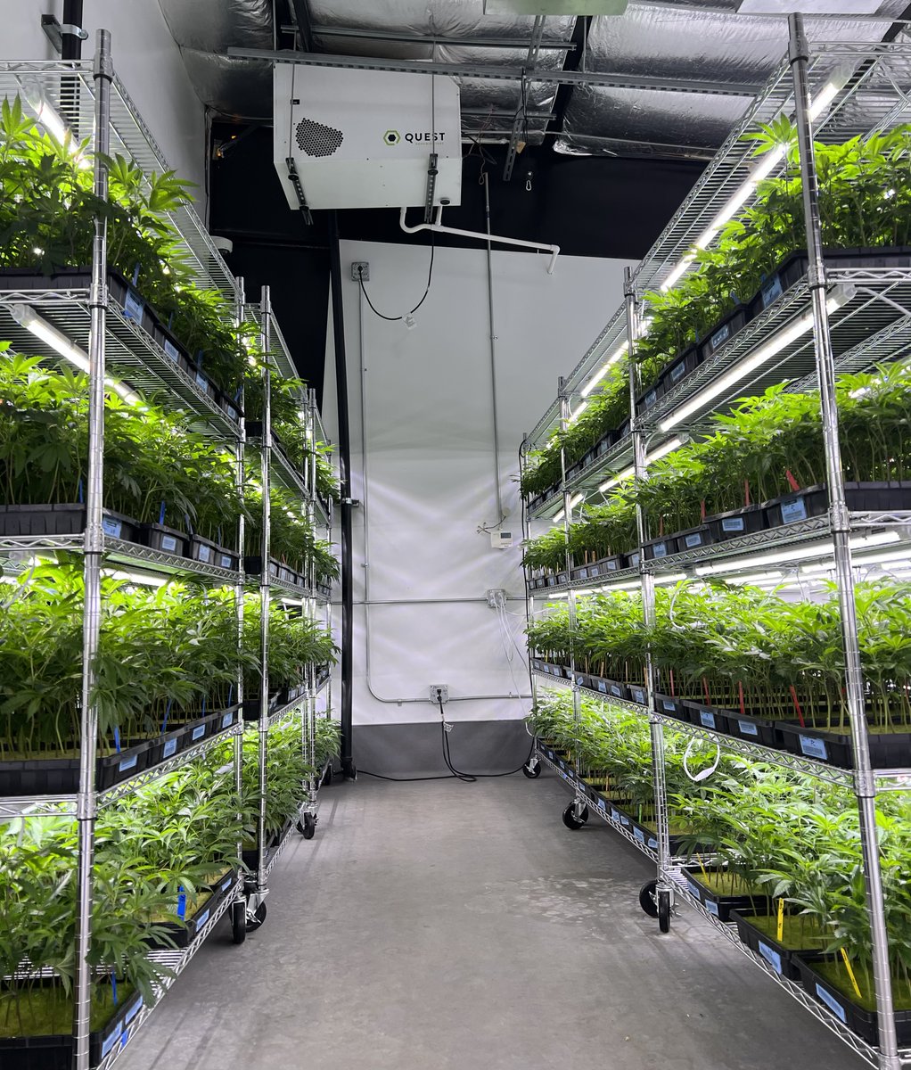 KingsGardenInc's tweet photo. Happy and healthy clones 👑🌱 Our centralized nursery and clone room holds 10k-15k clones at any given time, selected by hand to ensure high quality in high quantity each weekly harvest. 

#KingsGarden #TheKingsWay #KingofWeed #WhenQualityMeetsQuantity #KingsGardenFamily https://t.co/3jKY8Ha0Vu