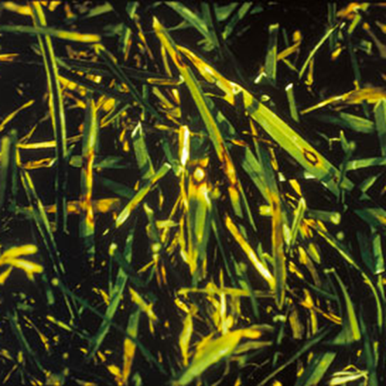 EnvuTurfUK's tweet photo. #Pitch starting to look damaged?
❓ Has it been wet?
❓ Is your grass slightly yellow & brown?
❓ Do you see any yellow, brown, or perhaps even red patches upon the leaves?
Could be #Leafspot ...
Here's your solution 👉 https://t.co/KVpCyYCR5L https://t.co/LpeuhviBX1